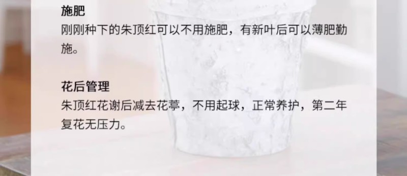 多年生朱顶红球种花卉植物大全四季开花进口重瓣种球盆栽室内