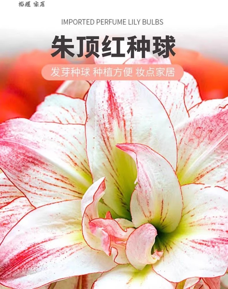 多年生朱顶红球种花卉植物大全四季开花进口重瓣种球盆栽室内