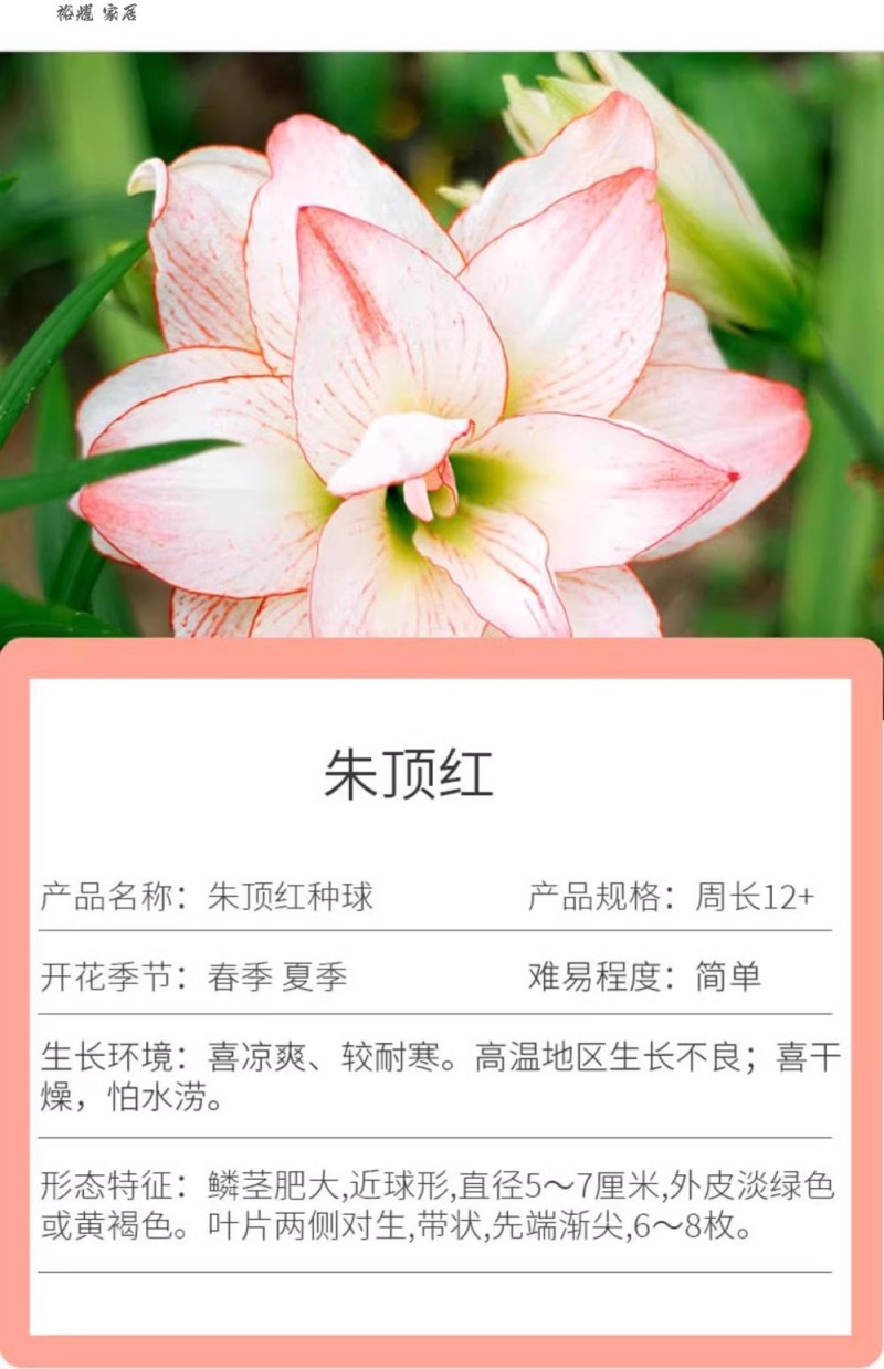 多年生朱顶红球种花卉植物大全四季开花进口重瓣种球盆栽室内