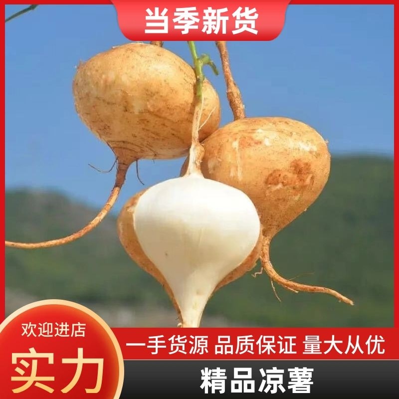 凉薯精品地瓜湖北宜昌豆薯产地一手货源对接全国市场