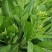桂苔优早40白菜苔种子耐热耐寒耐湿抗病侧苔多叶子小