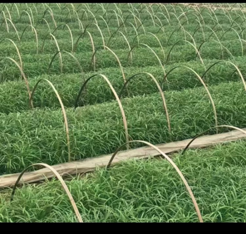 西华柳叶空心菜空心菜产地直发大量上市欢迎电联