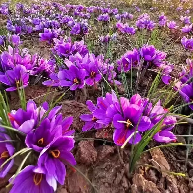 正宗藏红花种球种子苗花番红花花籽花卉药用盆栽球根花卉秋冬