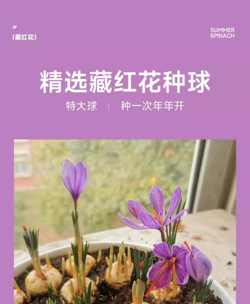 正宗藏红花种球种子苗花番红花花籽花卉药用盆栽球根花卉秋冬
