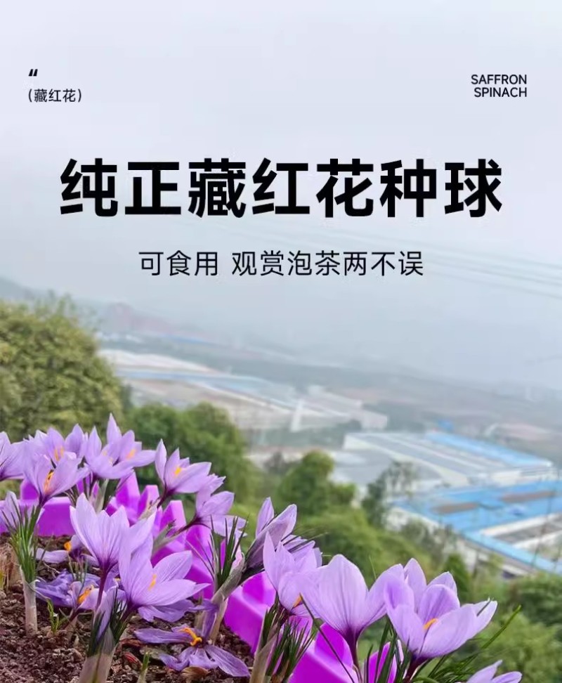正宗藏红花种球种子苗花番红花花籽花卉药用盆栽球根花卉秋冬