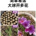 正宗藏红花种球种子苗花番红花花籽花卉药用盆栽球根花卉秋冬