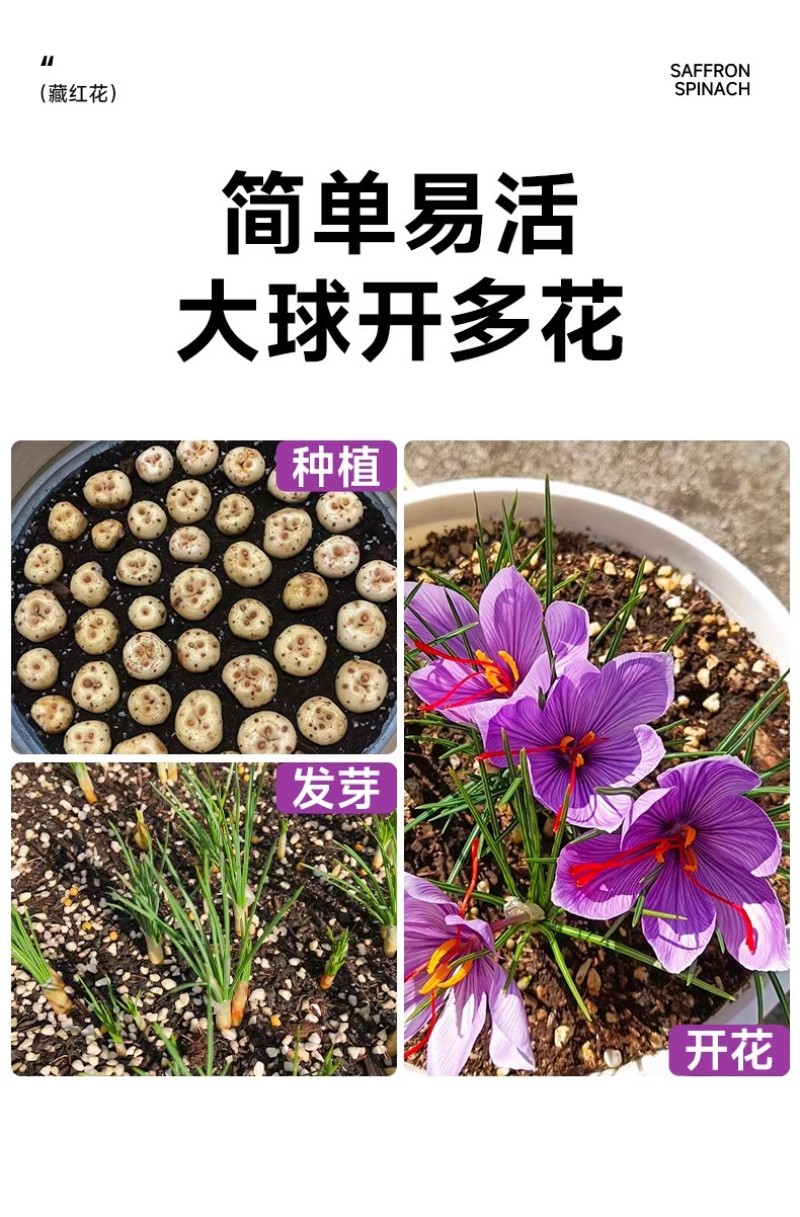 正宗藏红花种球种子苗花番红花花籽花卉药用盆栽球根花卉秋冬