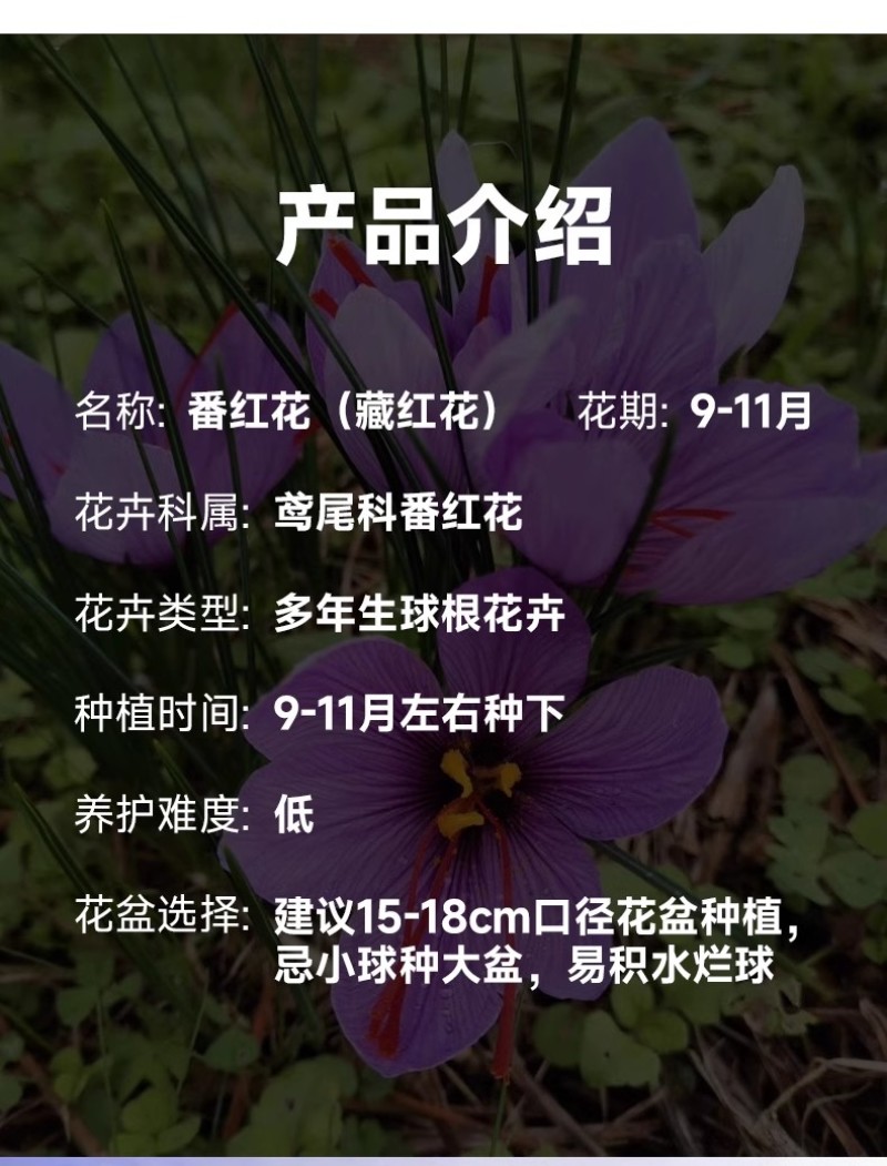 正宗藏红花种球种子苗花番红花花籽花卉药用盆栽球根花卉秋冬
