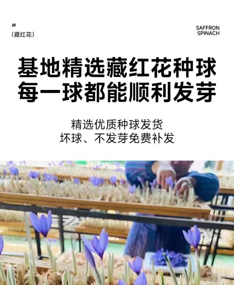 正宗藏红花种球种子苗花番红花花籽花卉药用盆栽球根花卉秋冬