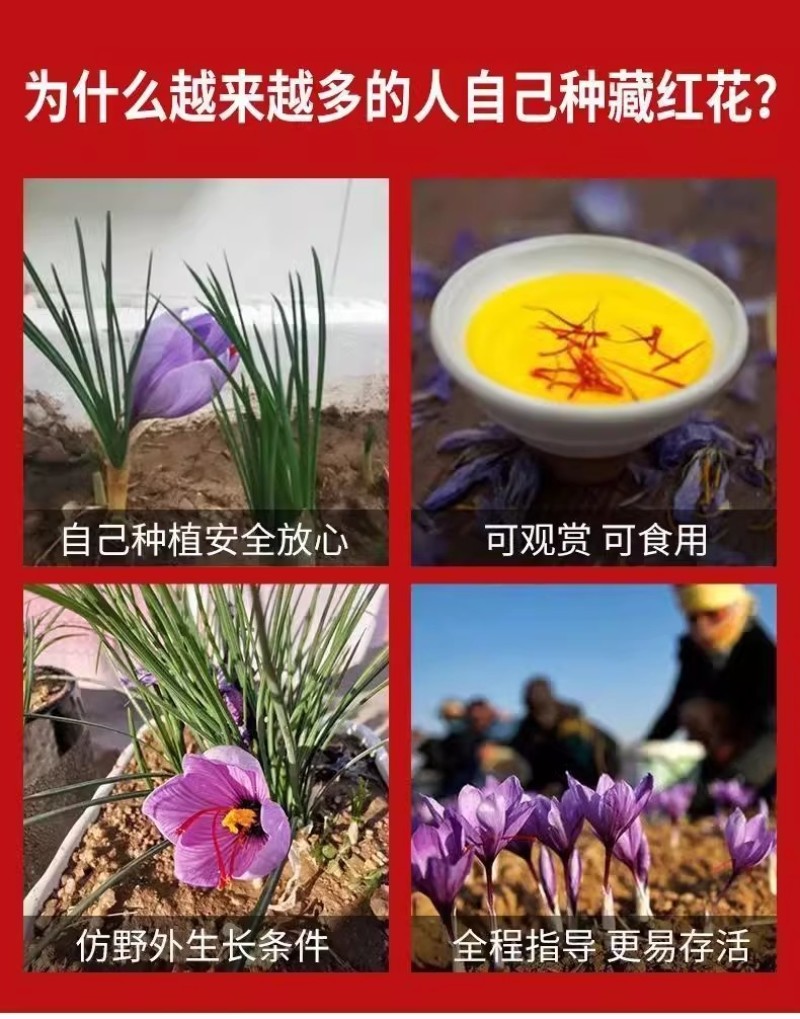正宗藏红花种球种子苗花番红花花籽花卉药用盆栽球根花卉秋冬