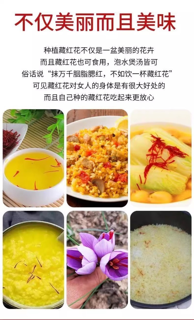 正宗藏红花种球种子苗花番红花花籽花卉药用盆栽球根花卉秋冬