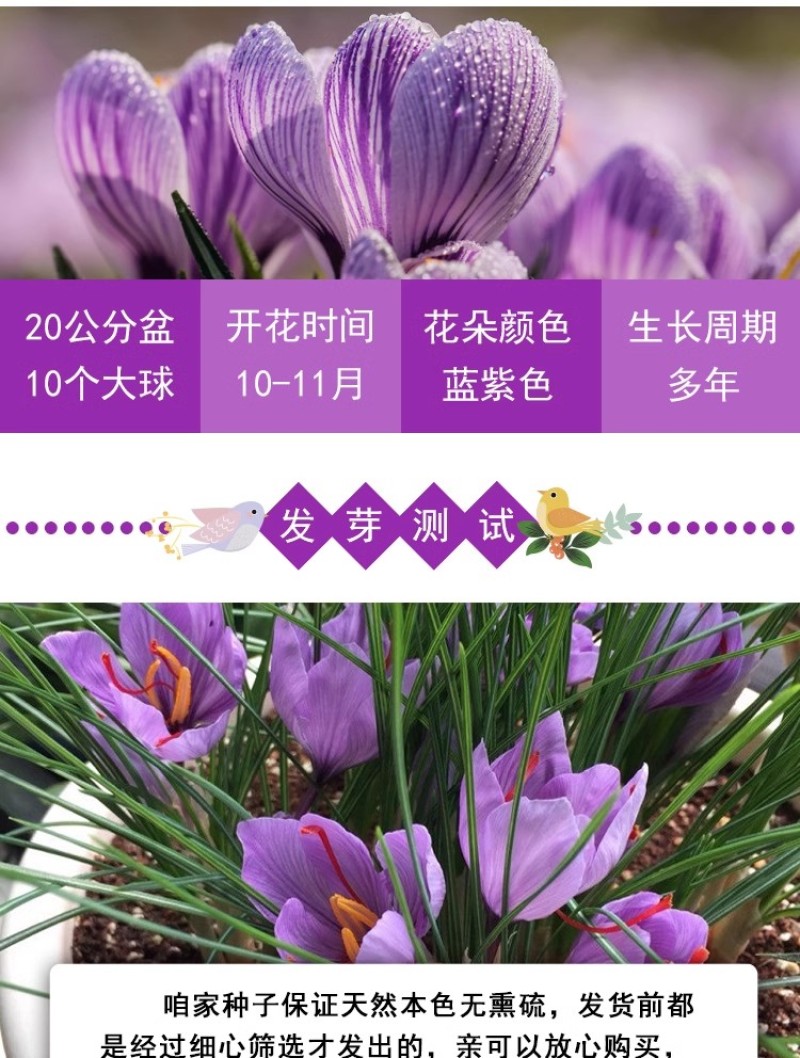 正宗藏红花种球种子苗花番红花花籽花卉药用盆栽球根花卉秋冬