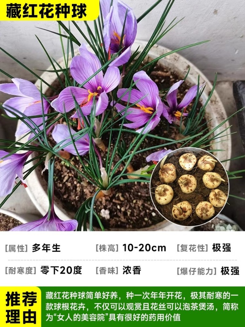 正宗藏红花种球种子苗花番红花花籽花卉药用盆栽球根花卉秋冬