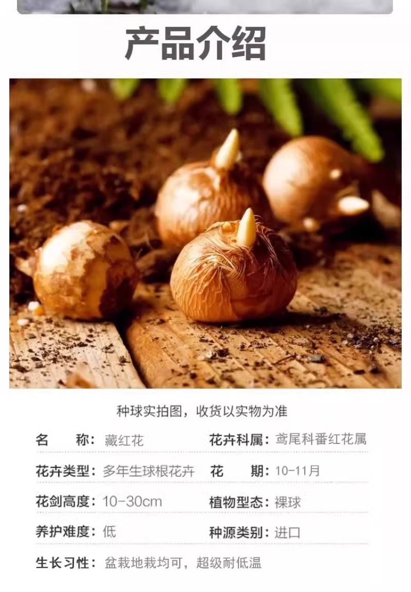 正宗藏红花种球种子苗花番红花花籽花卉药用盆栽球根花卉秋冬