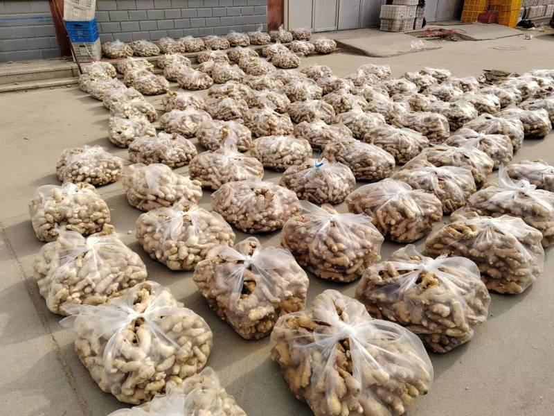 生姜小黄姜重庆大量发货全国发货对接商超批发档口
