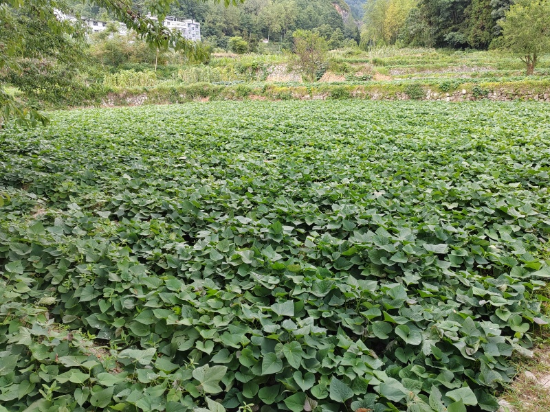 重庆红薯大量发货全国发货对接商超批发档口欢迎联系