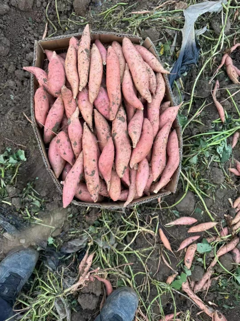 重庆红薯大量发货全国发货对接商超批发档口欢迎联系