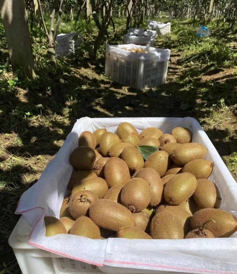 陕西眉县徐香猕猴桃欢迎联系基地直发新鲜现摘