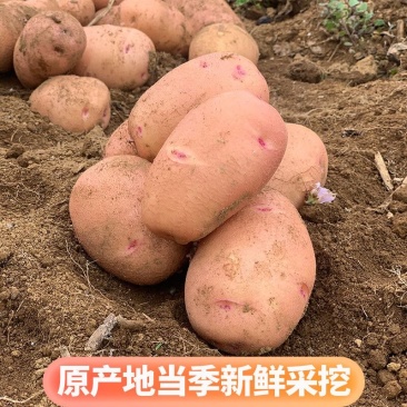 青薯9号土豆青海土豆大量供应可视频看货欢迎来电咨询
