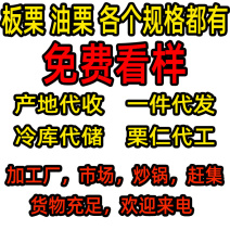 油栗子品种炒货欢迎来聊油栗板栗炒栗种批发代发电商板栗市场
