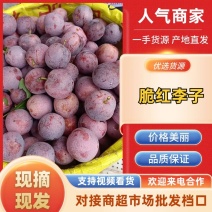 四川脆红李大量供应中，诚信经营。一手货源，本人代办！