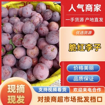 四川脆红李大量供应中，诚信经营。一手货源，本人代办！