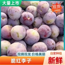 四川脆红李大量上市，电商果，批发果，诚信经营，本人代办！