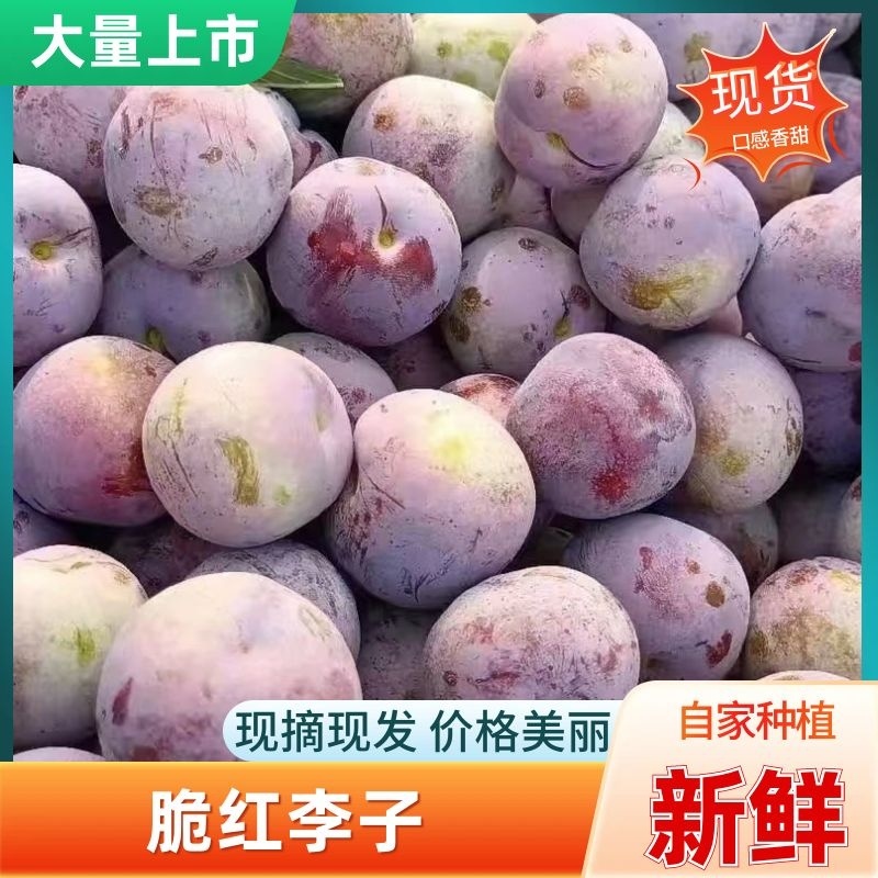 四川脆红李大量上市，电商果，批发果，诚信经营，本人代办！