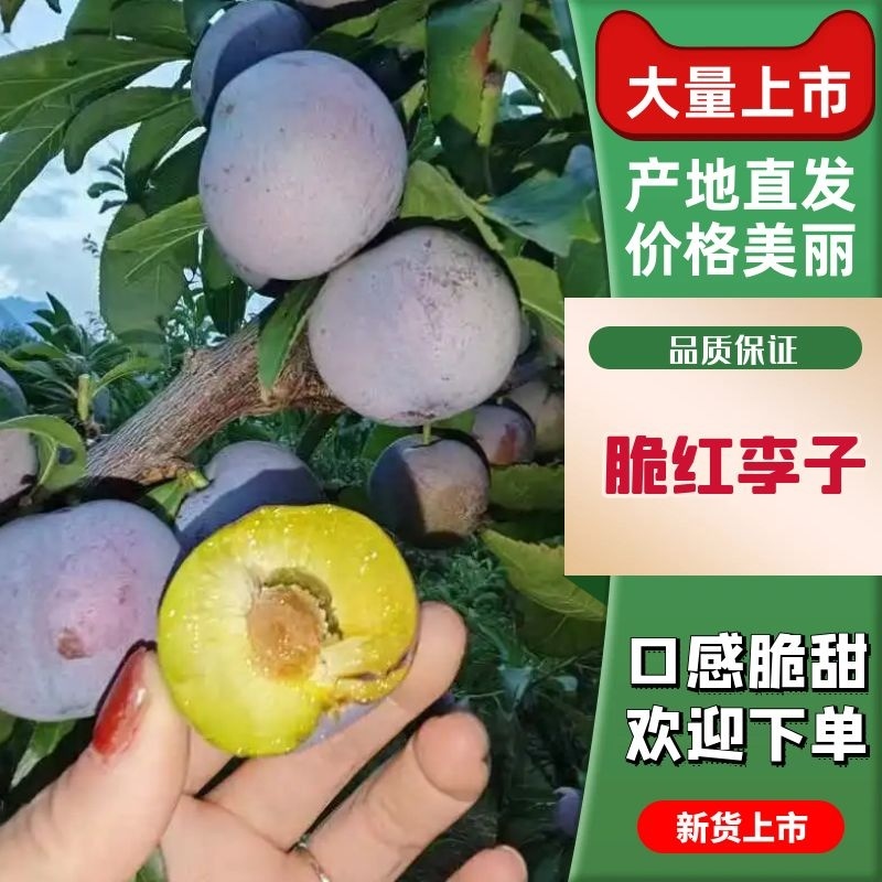 四川汉源大量供应脆红李，欢迎电商，批发商，前来选购！