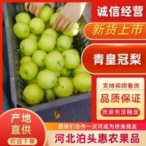 河北泊头皇冠梨.新梨七号已大量上市，可视频看货欢迎下单