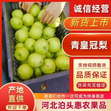 河北泊头皇冠梨.新梨七号已大量上市，可视频看货欢迎下单