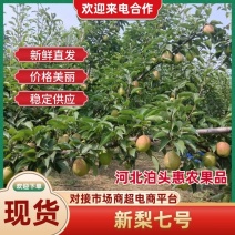 【精品】泊头新梨七号大量上市对接商超欢迎下单