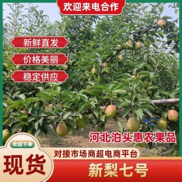 【精品】泊头新梨七号大量上市对接商超欢迎下单
