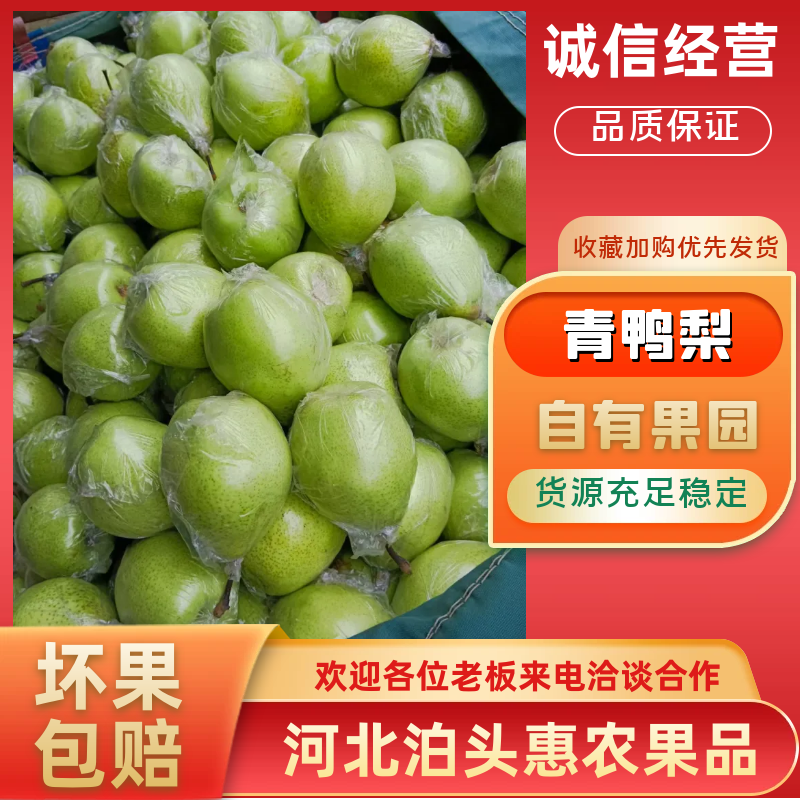河北泊头鸭梨果型端正，质优价廉货源充足可视频看货