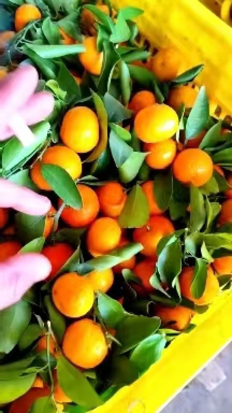 【实力精选】广西正宗沙糖桔-精品货源种植户可对接商超