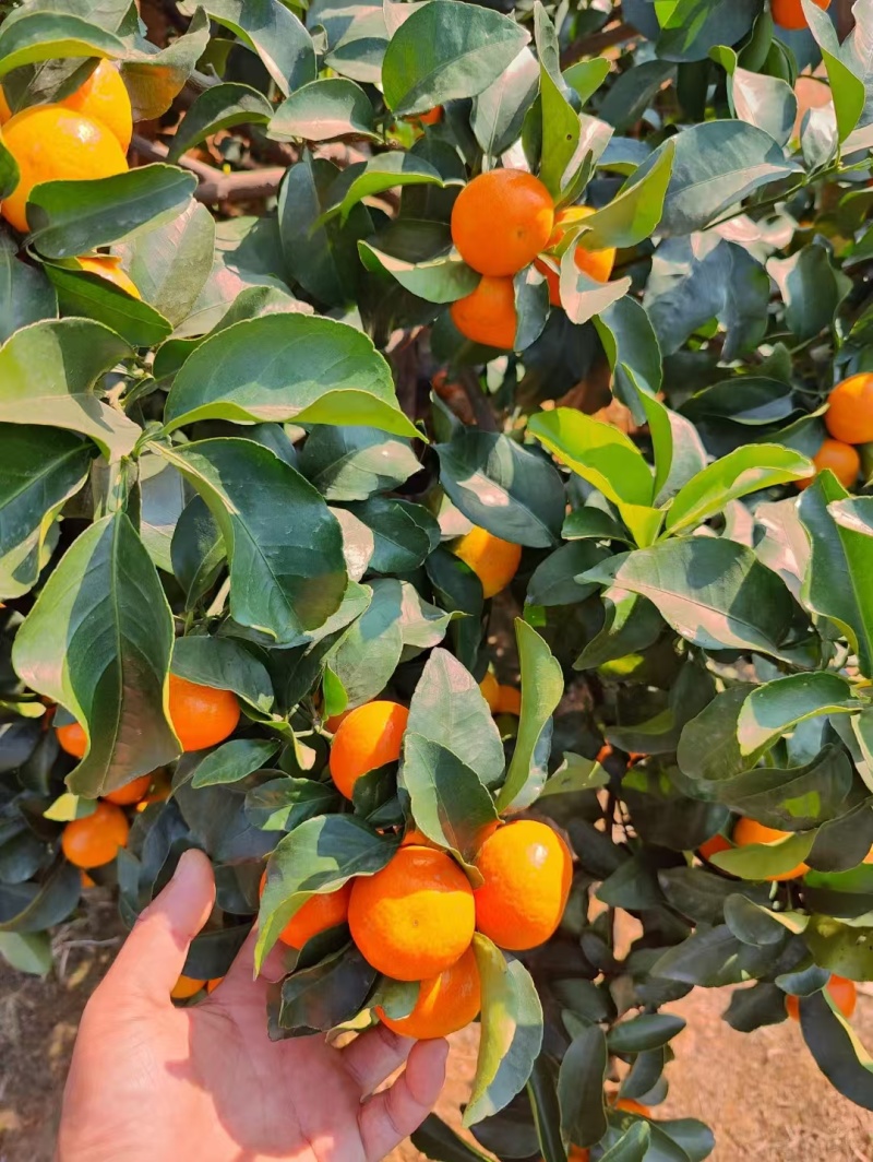 【实力精选】广西正宗沙糖桔-精品货源种植户可对接商超
