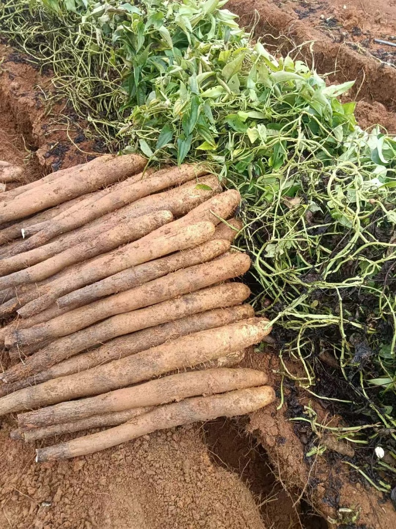 【实力】广西淮山药-现刨现发新鲜发货-产地直发-可对商超