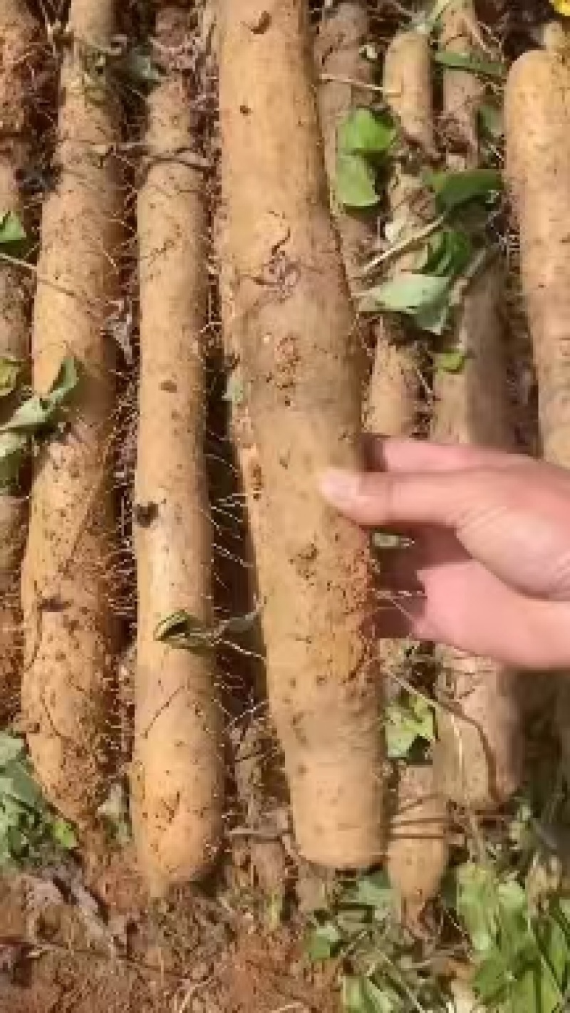 【实力】广西淮山药-现刨现发新鲜发货-产地直发-可对商超