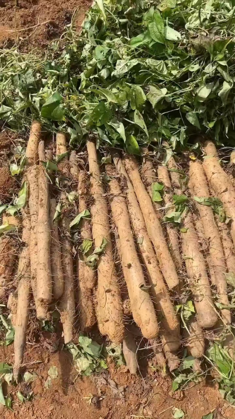 【实力】广西淮山药-现刨现发新鲜发货-产地直发-可对商超