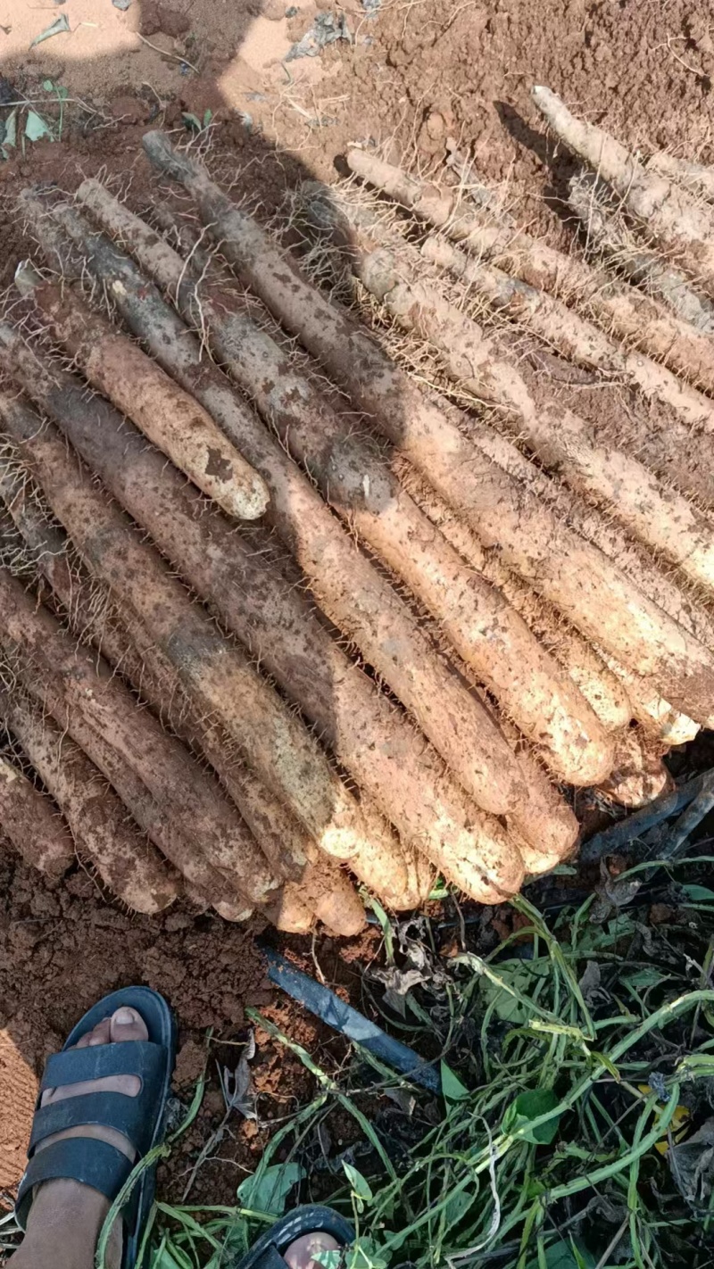【优选】广西山药-产地直发-价格优惠支持视频看货
