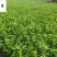 批发栀子花工程苗大叶小叶栀子花出售四川栀子花基地直供