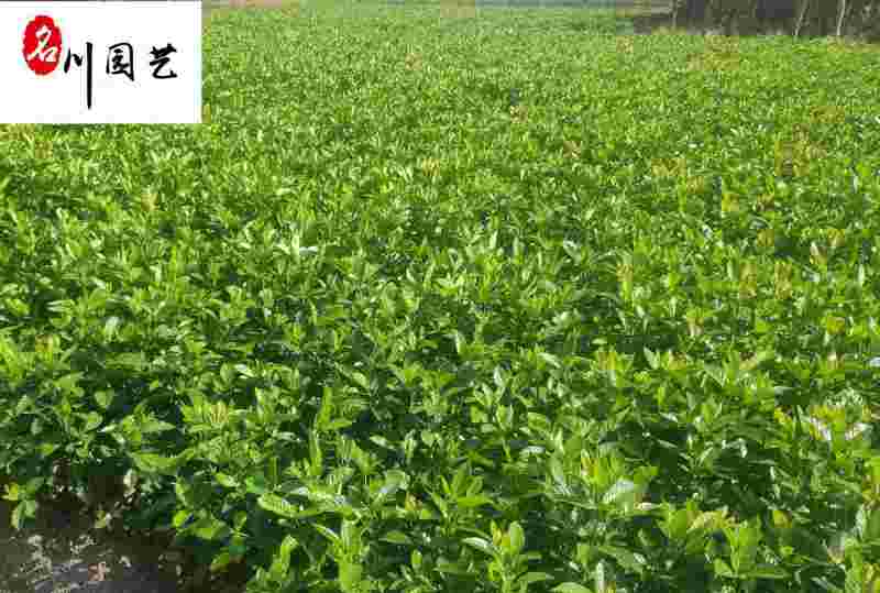 批发栀子花工程苗大叶小叶栀子花出售四川栀子花基地直供