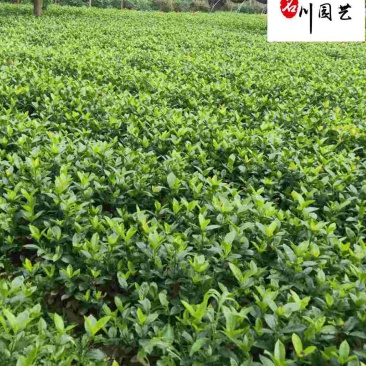 批发栀子花工程苗大叶小叶栀子花出售四川栀子花基地直供