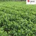 批发栀子花工程苗大叶小叶栀子花出售四川栀子花基地直供