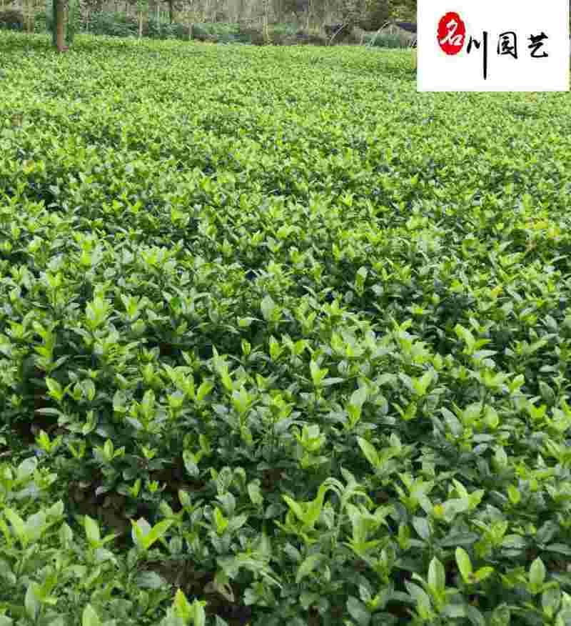 批发栀子花工程苗大叶小叶栀子花出售四川栀子花基地直供