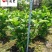 批发栀子花工程苗大叶小叶栀子花出售四川栀子花基地直供