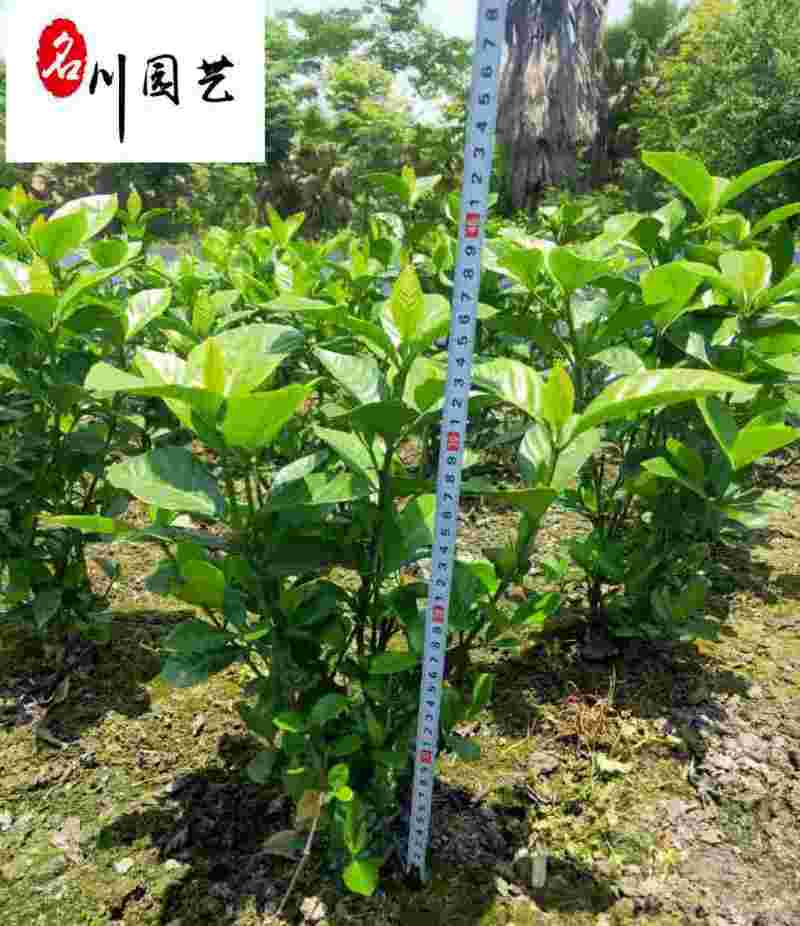 批发栀子花工程苗大叶小叶栀子花出售四川栀子花基地直供