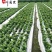批发栀子花工程苗大叶小叶栀子花出售四川栀子花基地直供