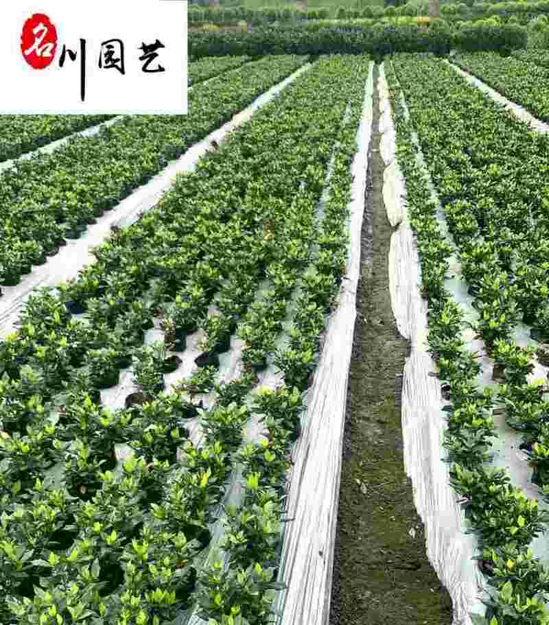 批发栀子花工程苗大叶小叶栀子花出售四川栀子花基地直供