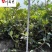 批发栀子花工程苗大叶小叶栀子花出售四川栀子花基地直供